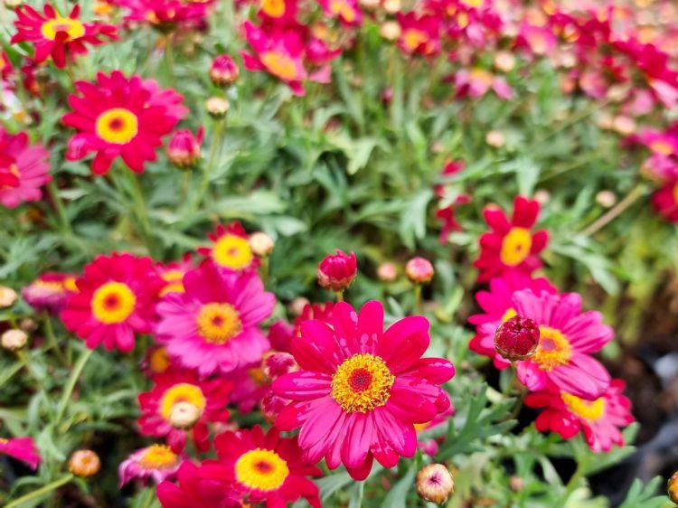 Picture of Argyranthemum frutescens Angelic Burgundy