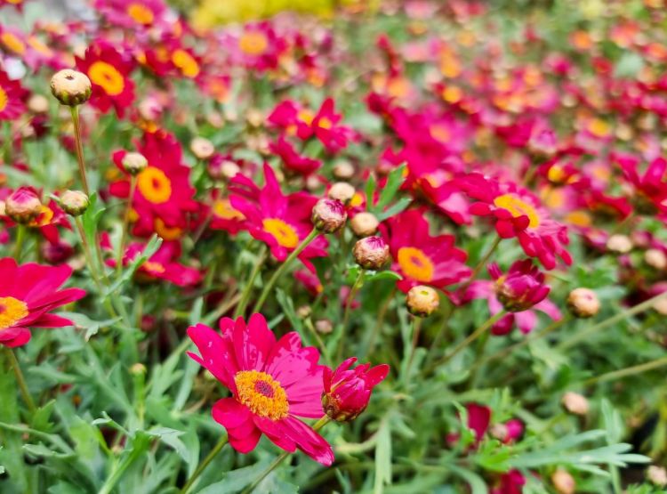 Picture of Argyranthemum frutescens Angelic Burgundy