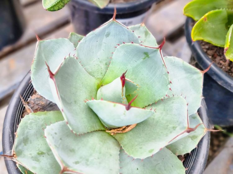 Picture of Agave parryi