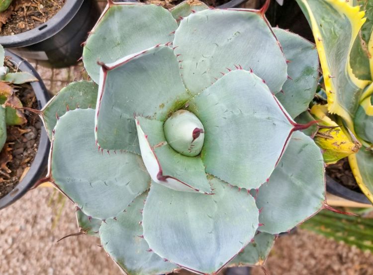 Picture of Agave parryi
