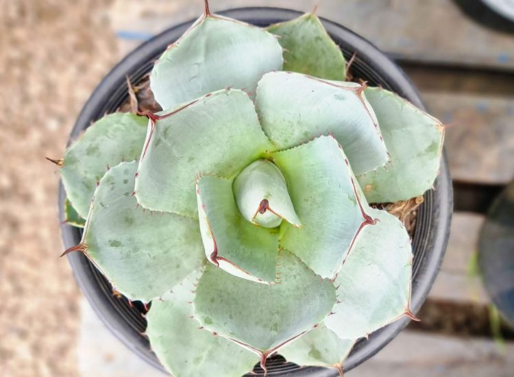 Picture of Agave parryi
