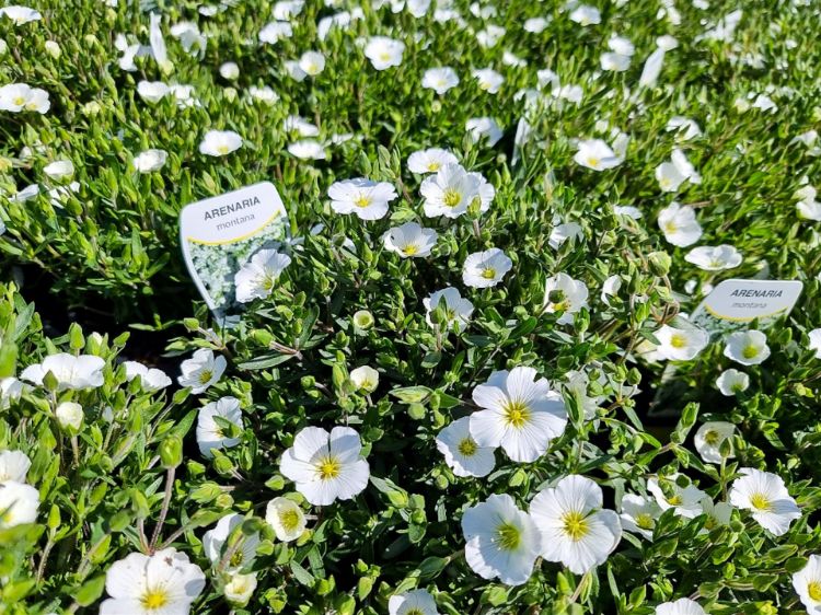 Picture of Arenaria montana