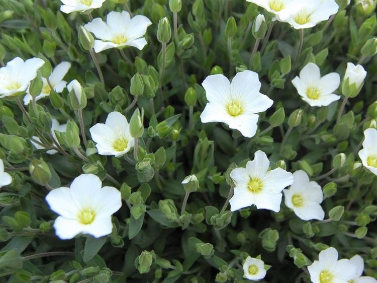 Picture of Arenaria montana
