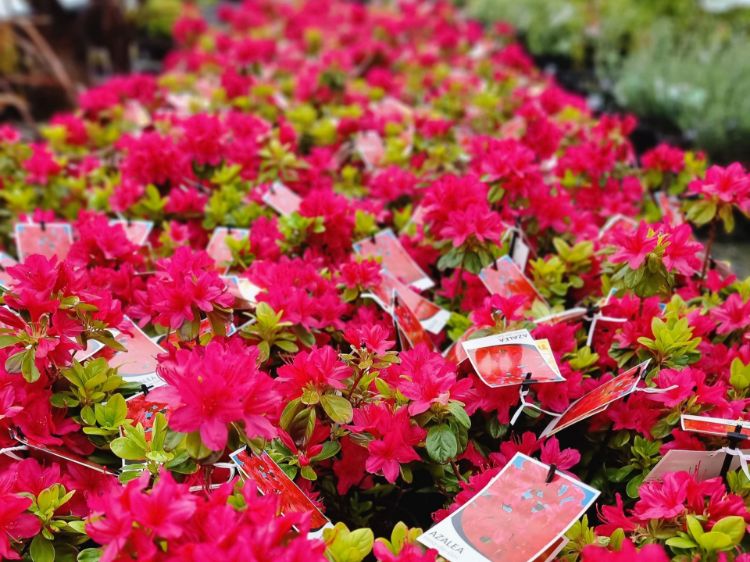 Picture of Azalea hybrida Hino De Giri