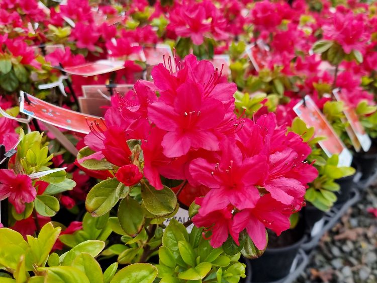 Picture of Azalea hybrida Hino De Giri