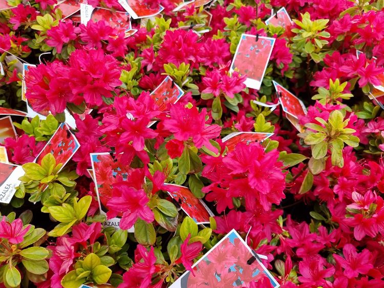 Picture of Azalea hybrida Hino De Giri