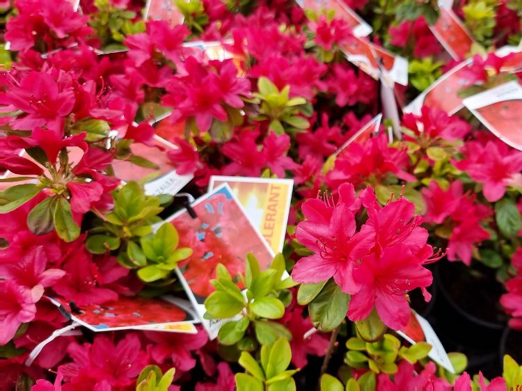 Picture of Azalea hybrida Hino De Giri