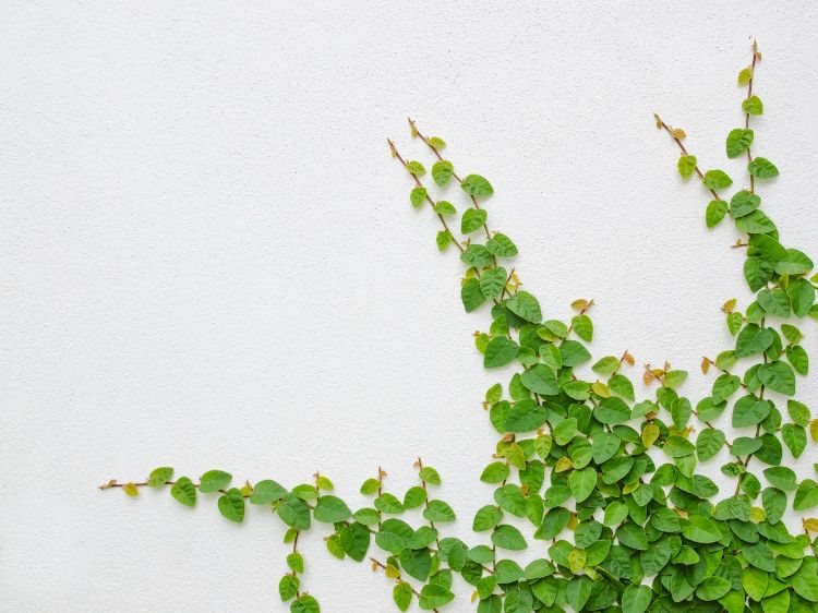 Picture of Ficus pumila