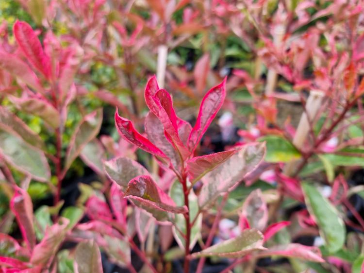 Picture of Photinia fraseri Pink Marble