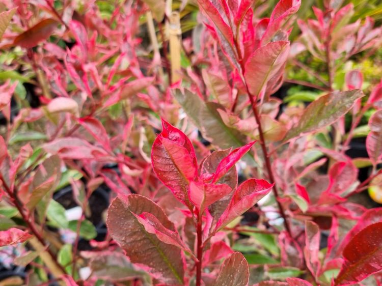 Picture of Photinia fraseri Pink Marble
