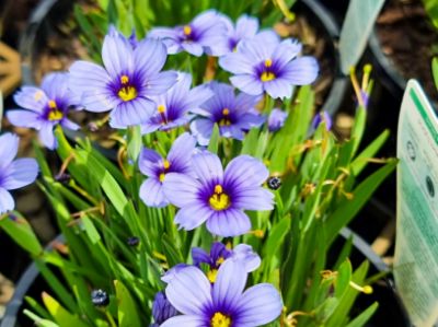 Picture of Sisyrinchium angustifolium Devon Skies