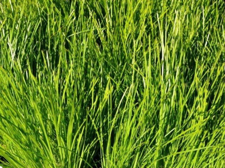 Picture of Lomandra confertifolia Little Pal