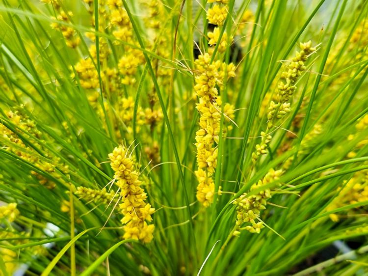 Picture of Lomandra confertifolia Misty Green