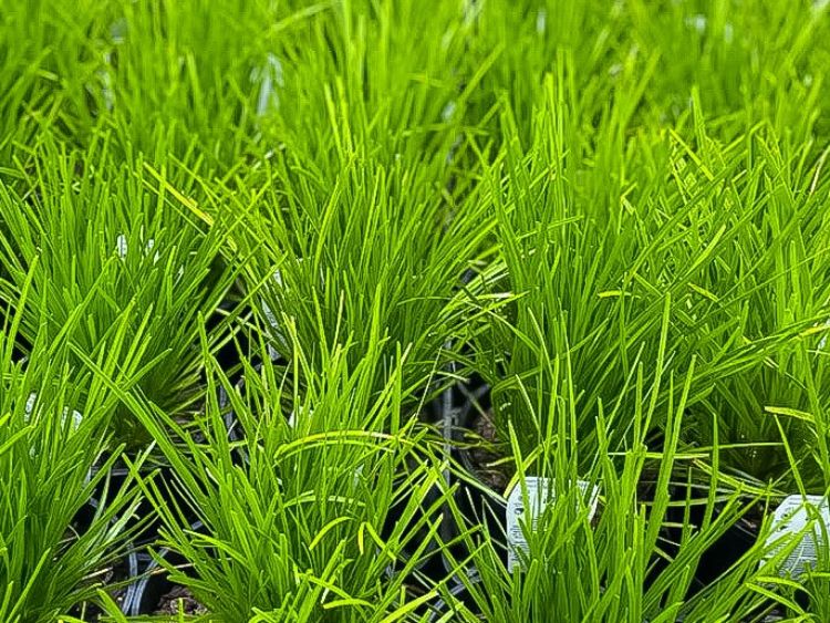 Picture of Lomandra confertifolia Misty Green
