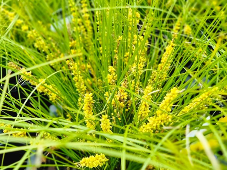 Picture of Lomandra confertifolia Misty Green
