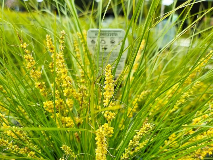 Picture of Lomandra confertifolia Misty Green