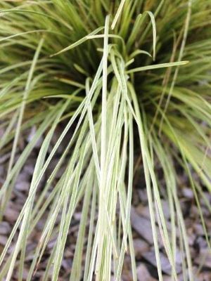 Picture of Lomandra longifolia Tanika Variegata PBR
