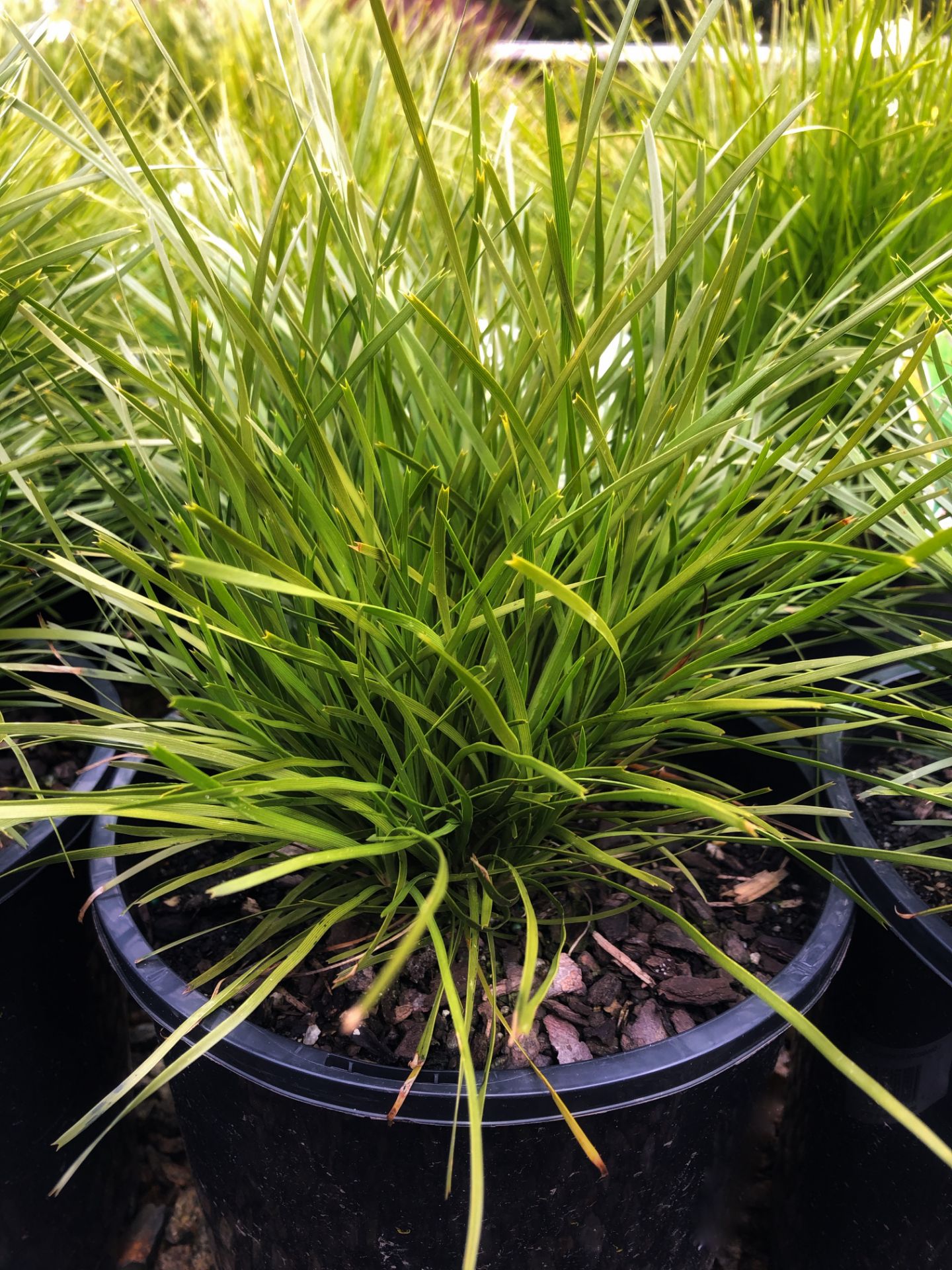 How Many Types Of Lomandra Grass Are There? – XOUM