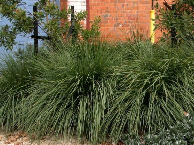 Picture of Lomandra confertifolia rubiginosa Mist
