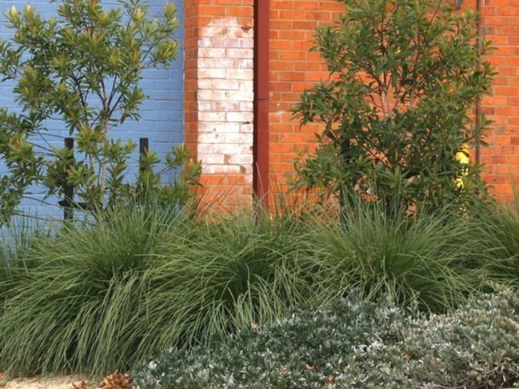 Picture of Lomandra confertifolia rubiginosa Mist