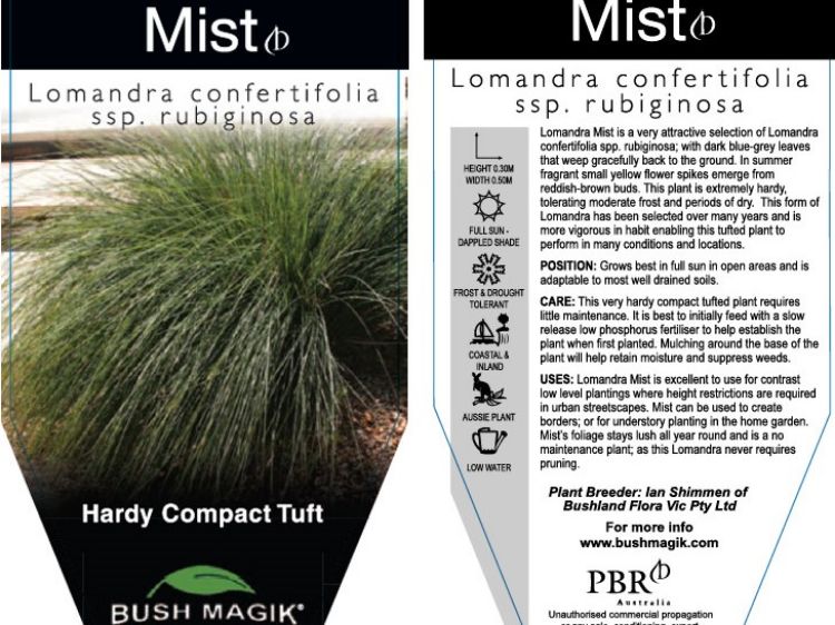 Picture of Lomandra confertifolia rubiginosa Mist