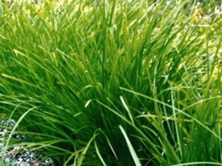Picture of Lomandra confertifolia pallida Tilga
