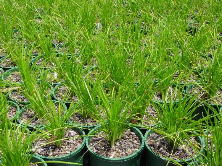 Picture of Lomandra confertifolia pallida Tilga