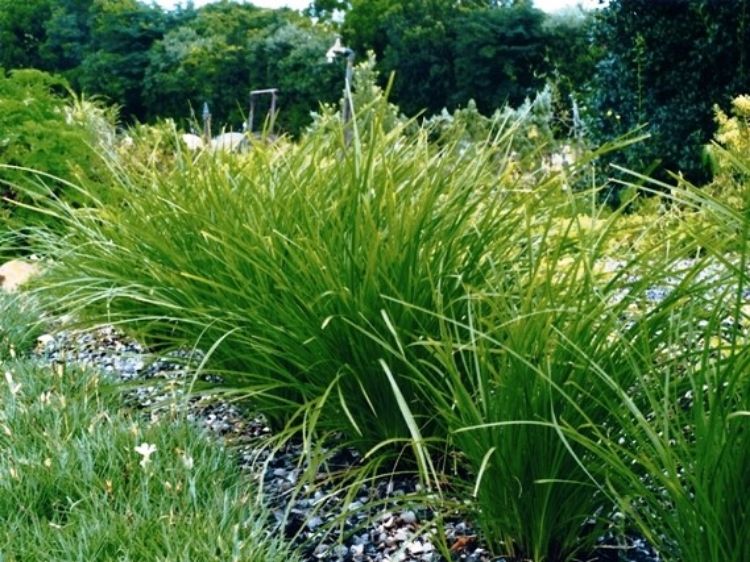 Picture of Lomandra confertifolia pallida Tilga