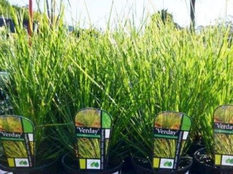 Picture of Lomandra longifolia Verday