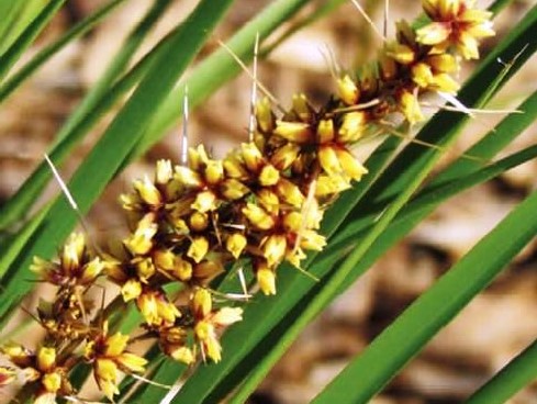 Lomandra longifolia Verday | Wholesale Nursery - Nurseries in Melbourne ...