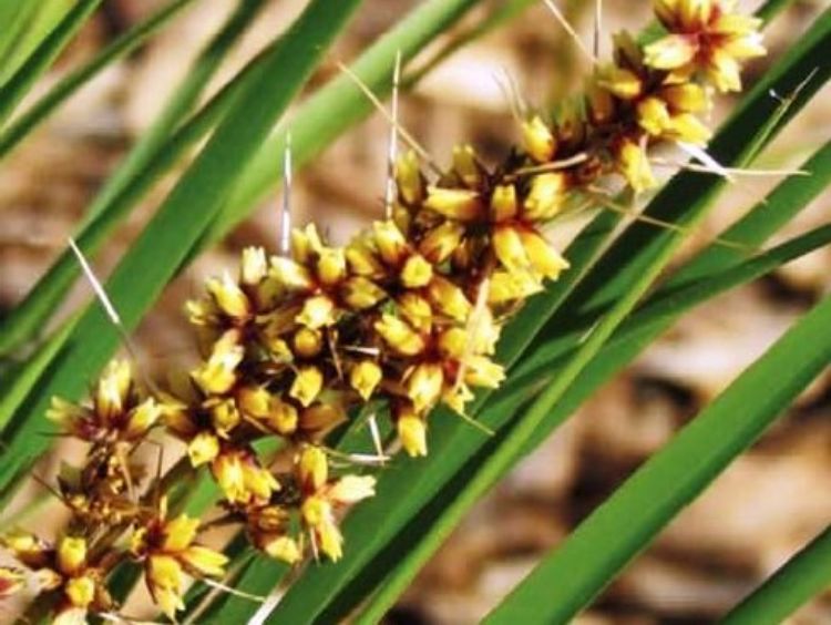 Picture of Lomandra longifolia Verday