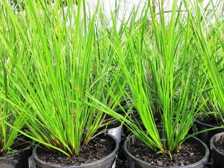 Lomandra longifolia Verday | Wholesale Nursery - Nurseries in Melbourne ...