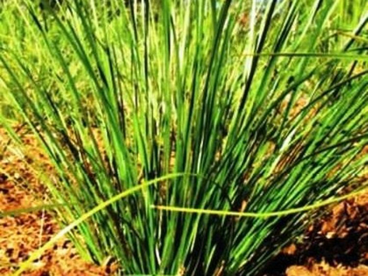 Picture of Lomandra longifolia Verday