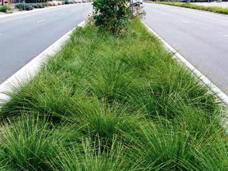 Picture of Lomandra longifolia Verday