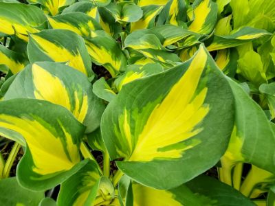 Picture of Hosta sieboldii Beach Boy