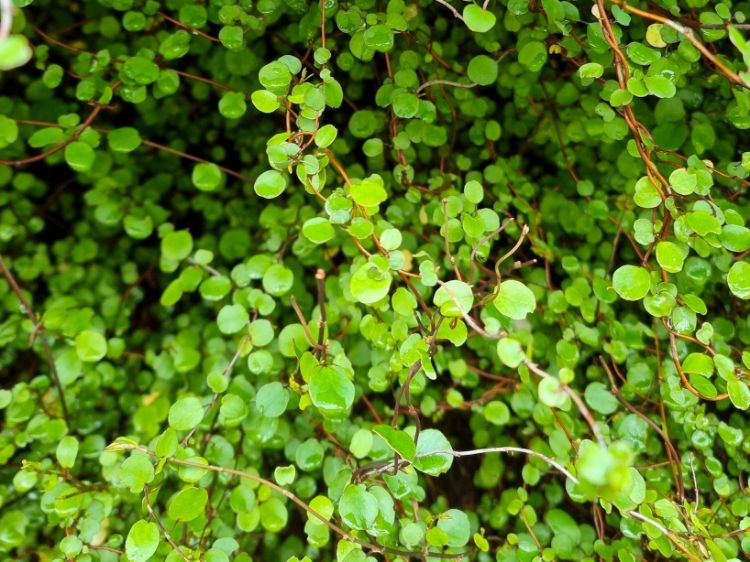 Picture of Muehlenbeckia complexa