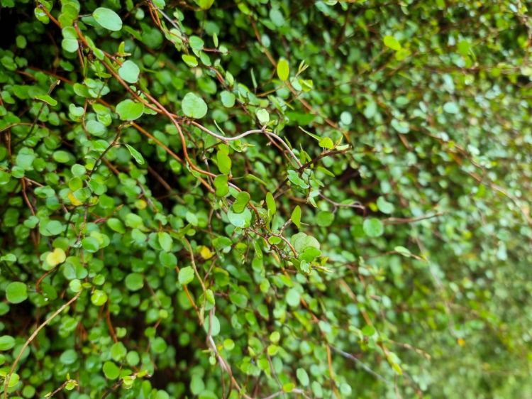 Picture of Muehlenbeckia complexa