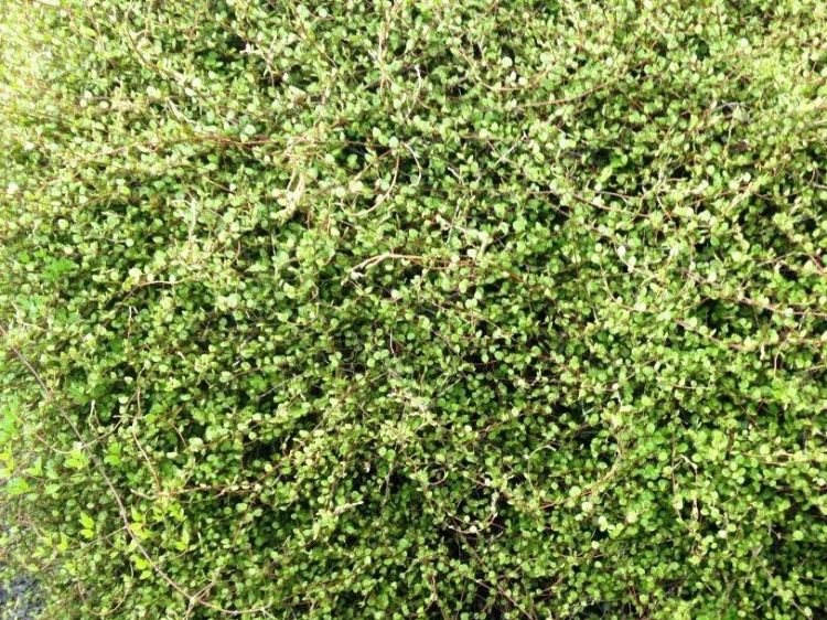 Picture of Muehlenbeckia complexa