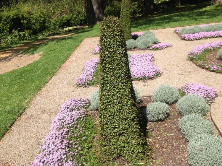 Picture of Muehlenbeckia complexa