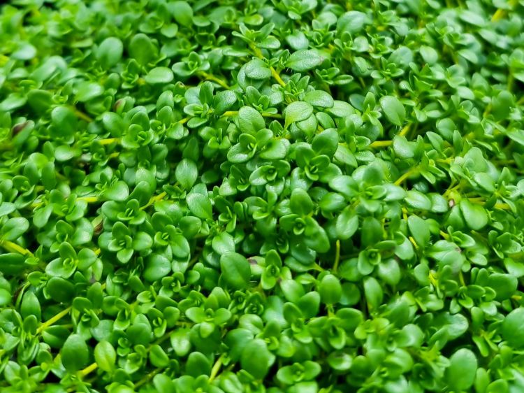 Picture of Thymus serpyllum Alba