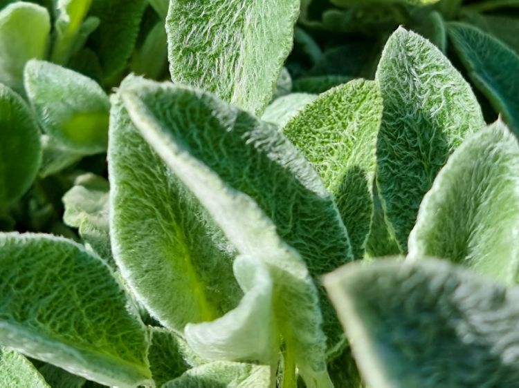 Picture of Stachys byzantina