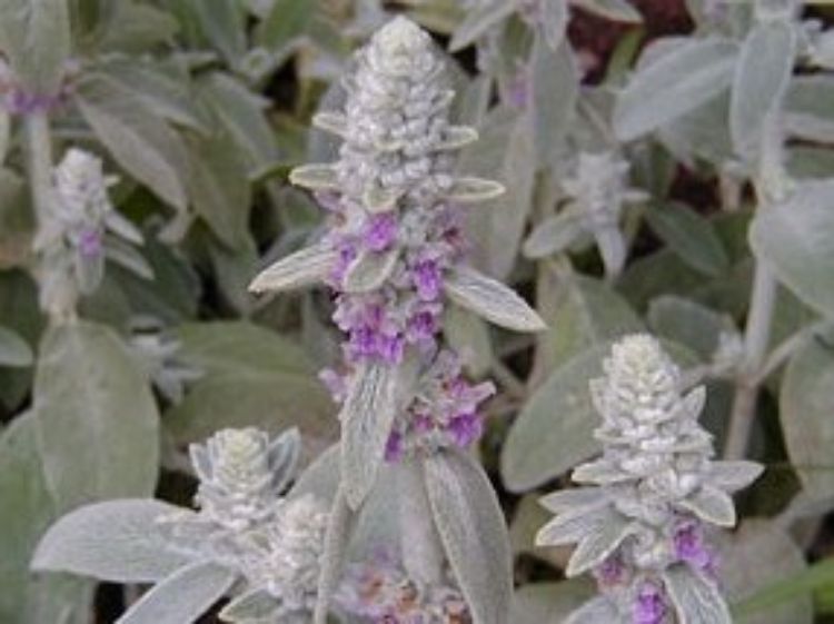 Picture of Stachys byzantina