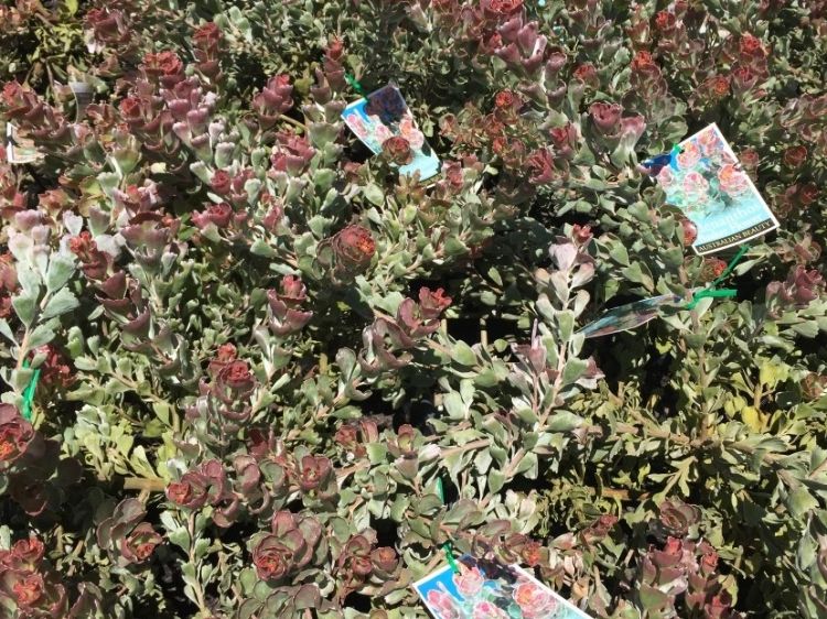 Picture of Adenanthos cuneatus