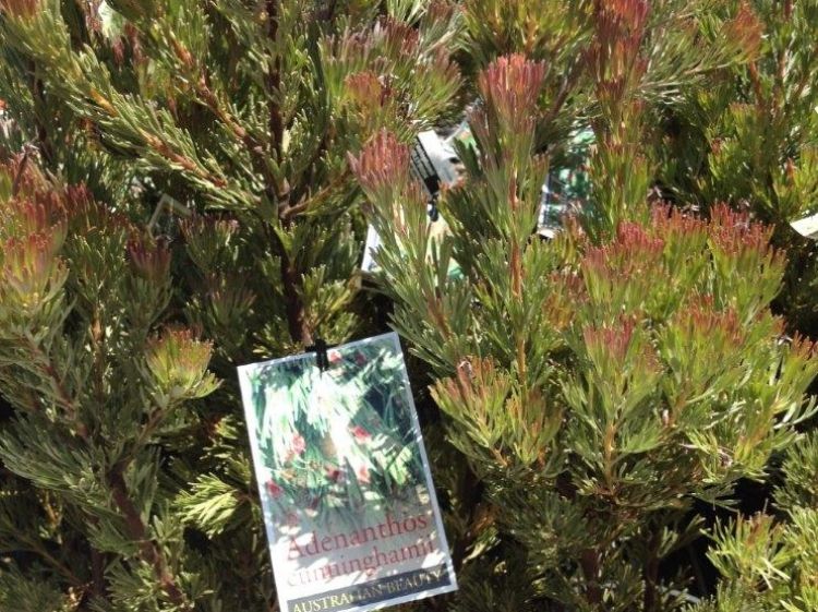 Picture of Adenanthos cunninghamii Upright Form