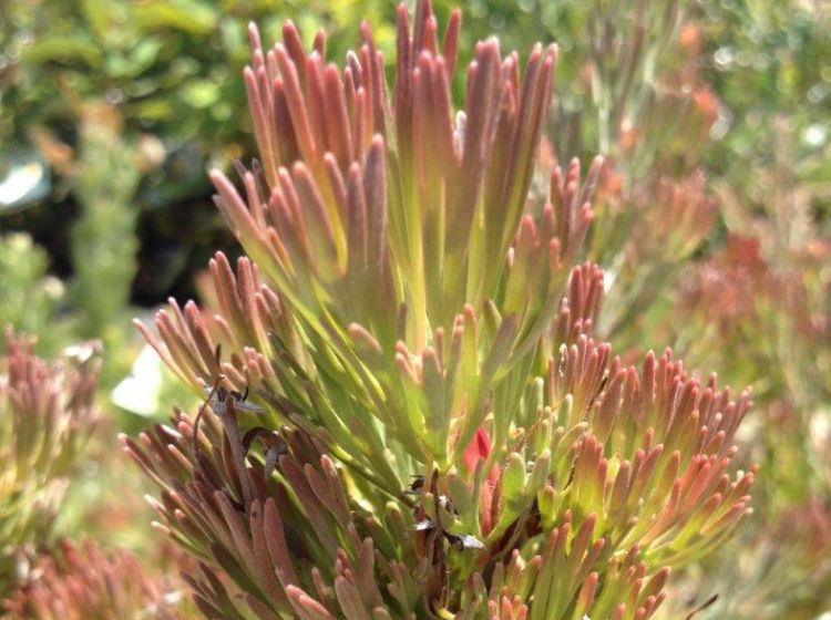 Picture of Adenanthos cunninghamii Upright Form