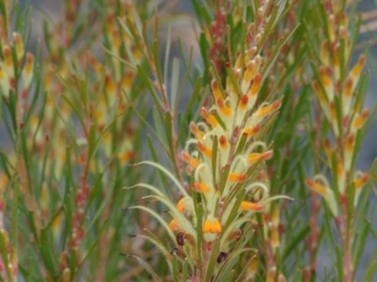 Picture of Adenanthos detmoldii