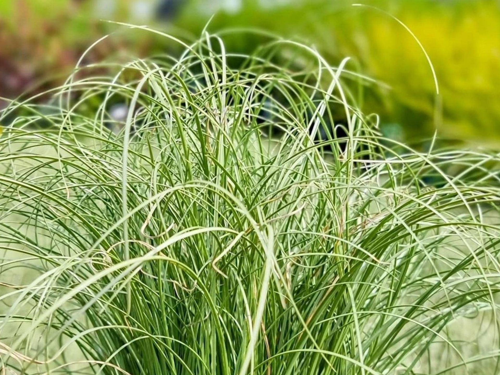 Carex Comans Frosted Curls (72) Ornamental Grasses Product USA Zone 7-9