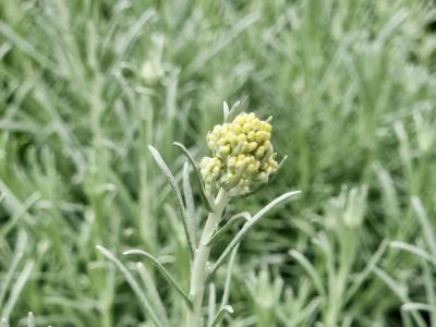 Picture of Helichrysum italicum
