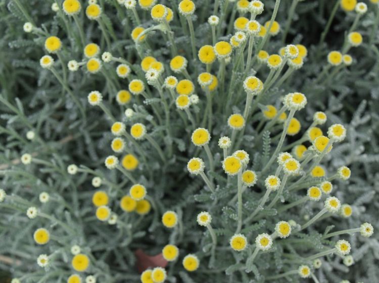 Picture of Santolina chamaecyparissus