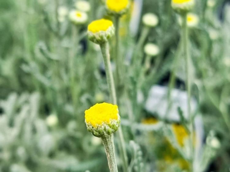 Picture of Santolina chamaecyparissus